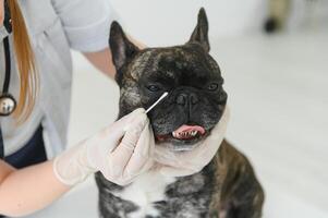 franska bulldogg i en veterinär klinik. veterinär medicin begrepp. foto