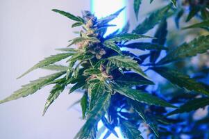 marijuana knopp närbild , marijuana makro foto