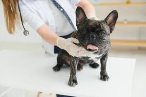 porträtt av en franska bulldogg. veterinär medicin begrepp. stamtavla hundar. rolig djur. foto
