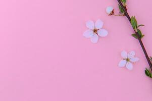 körsbär träd blomma. april blommig natur och vår sakura blomma på färgad bakgrund. baner för 8 Mars, Lycklig påsk med plats för text. springtime begrepp. topp se. platt lägga foto