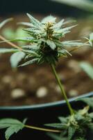 växande cannabis indica, marijuana löv, hampa cbd, marijuana vegetation växter, bakgrund grön, odling cannabis, topp se. foto