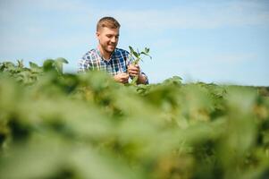 jordbrukare eller agronom undersöka grön sojaböna växter i fält. foto