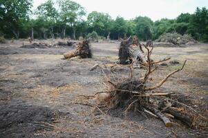 avskogning, förstörelse av lövfällande skogar. skada till natur. Europa foto