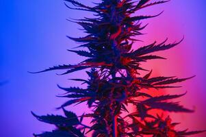 cannabis marijuana växt i vaporwave djup lila neon stil. medicinsk växt av cannabis eller hampa med blommande knoppar och ultraviolett ljus. blomning vegetativ buske med kristall trichomes foto