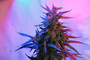 cannabis växt med stor löv och blommande knopp. medicinsk marijuana växt. estetisk se på jordbruks anstränga av marijuana hampa foto