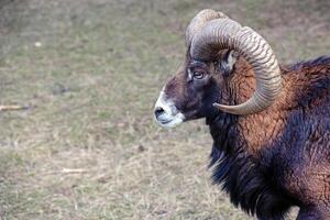 europeisk mouflon ovis orientalis i de barnkammare av de jordbruks universitet i nitra, slovakien. foto