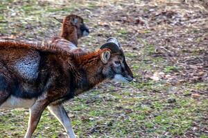 europeisk mouflon ovis orientalis i de barnkammare av de jordbruks universitet i nitra, slovakien. foto