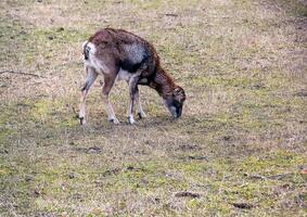 europeisk mouflon ovis orientalis i de barnkammare av de jordbruks universitet i nitra, slovakien. foto