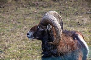 europeisk mouflon ovis orientalis i de barnkammare av de jordbruks universitet i nitra, slovakien. foto