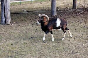 europeisk mouflon ovis orientalis i de barnkammare av de jordbruks universitet i nitra, slovakien. foto