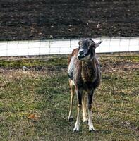 europeisk mouflon ovis orientalis i de barnkammare av de jordbruks universitet i nitra, slovakien. foto