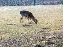 europeisk mouflon ovis orientalis i de barnkammare av de jordbruks universitet i nitra, slovakien. foto