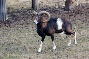 europeisk mouflon ovis orientalis i de barnkammare av de jordbruks universitet i nitra, slovakien. foto