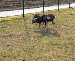 europeisk mouflon ovis orientalis i de barnkammare av de jordbruks universitet i nitra, slovakien. foto