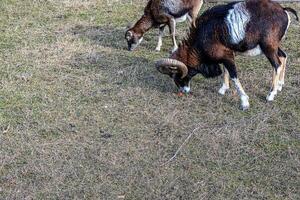 europeisk mouflon ovis orientalis i de barnkammare av de jordbruks universitet i nitra, slovakien. foto