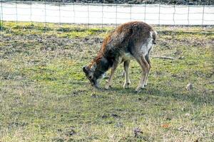 europeisk mouflon ovis orientalis i de barnkammare av de jordbruks universitet i nitra, slovakien. foto