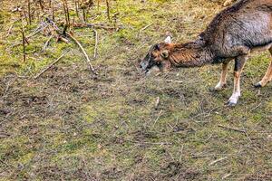 europeisk mouflon ovis orientalis i de barnkammare av de jordbruks universitet i nitra, slovakien. foto