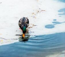 Anatinae ankor på en vinter- isig flod i frostig väder. de Anka drycker vatten. foto