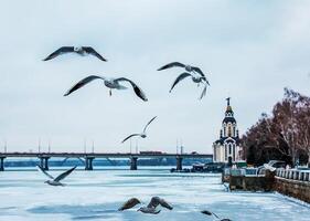 hungrig seagulls eller larus flyga över en flod täckt med is på en ljus solig vinter- dag. foto