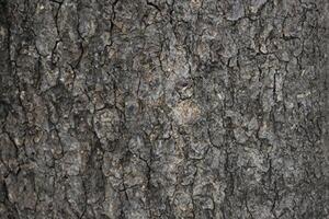 träd bark konsistens foto
