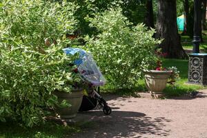 en stängd bebis transport i de skugga av en buske deren vit elegantissima nära en bänk i de stad trädgård foto
