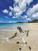 en träd trunk med en karibiska strand i de bakgrund foto