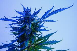 bakgrund ung skjuter av marijuana i fantastisk blå nyanser. växande organisk hampa på de odla. tapet av marijuana. Rättslig hampa odling foto