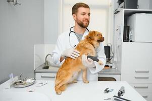 Lycklig veterinärer granskning hund i klinik foto