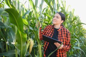 smart kvinna jordbrukare agronom använder sig av digital läsplatta för granskning och inspekterande kvalitet kontrollera av producera majs beskära. modern teknik i lantbruk förvaltning och jordbruksnäring. foto