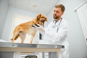 min bäst patient. glad manlig veterinär i arbete enhetlig innehav en hund och leende medan stående på veterinär klinik. foto