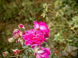 lila ro i full blomma bland de växter i de trädgård foto