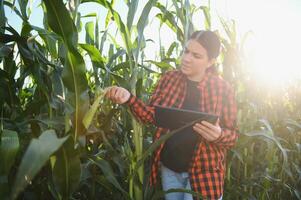 smart kvinna jordbrukare agronom använder sig av digital läsplatta för granskning och inspekterande kvalitet kontrollera av producera majs beskära. modern teknik i lantbruk förvaltning och jordbruksnäring. foto