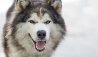 fluffig sibirisk hes hund manlig utomhus med kopia Plats foto