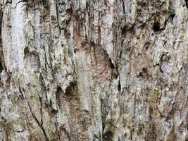 riden gammal trä. textur av åldrig rutten trä. årgång trä bakgrund foto