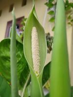 de dieffenbachia blomma växt är blomning ljus vit med grön löv på de kant av min gård foto