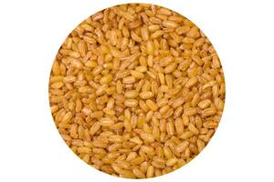 bulgur vete korn är gul i Färg när rå foto