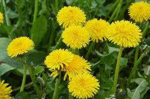 äng med gul maskros blommor i grön gräs närbild i sommar. foto