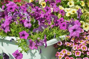 lila petunia blommor i en stad parkera på en sommar dag. dekorativ gata blommor. foto