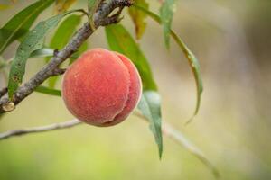 färsk organisk persikor på de träd i trädgård foto