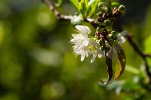 stänga upp av skriva plommon blomma blomning i vår. selektiv fokus foto