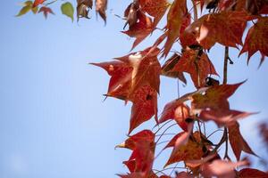 vibrerande röd lönn löv faller i en skön höst foto