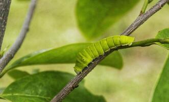 grön papilio machaon fjäril larv på grön blad växt på en sommar dag foto