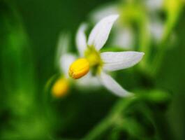 små gul blommor på grön grenar. indonesiska växter, asiatisk natur foto