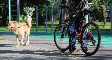 sankt petersburg ryssland - 07 23 2023 en man på en cykel promenader hans hund i en stad parkera. människor och deras sällskapsdjur. foto