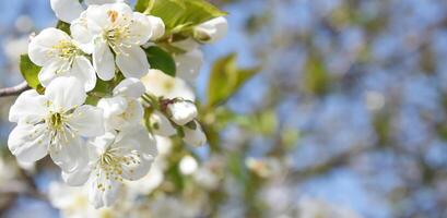 närbild av vit körsbär träd blommor mot en blå himmel. foto