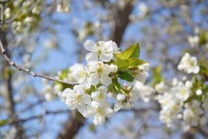 närbild av vit körsbär träd blommor mot en blå himmel. foto
