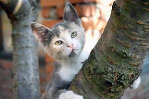 porträtt av ett förtjusande kattunge på en trä- tabell utomhus. foto