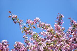 rosa äpple träd blommor mot en blå himmel. foto