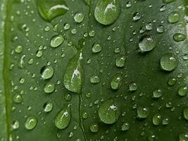 vatten droppar på skön grön löv foto