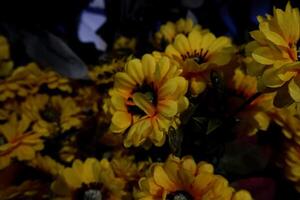 selektiv fokus av gul krysantemum blommor i blomma. foto